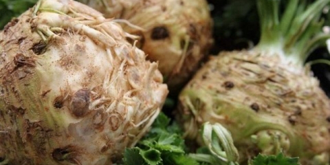 Korijen celera - uzgoj i njega